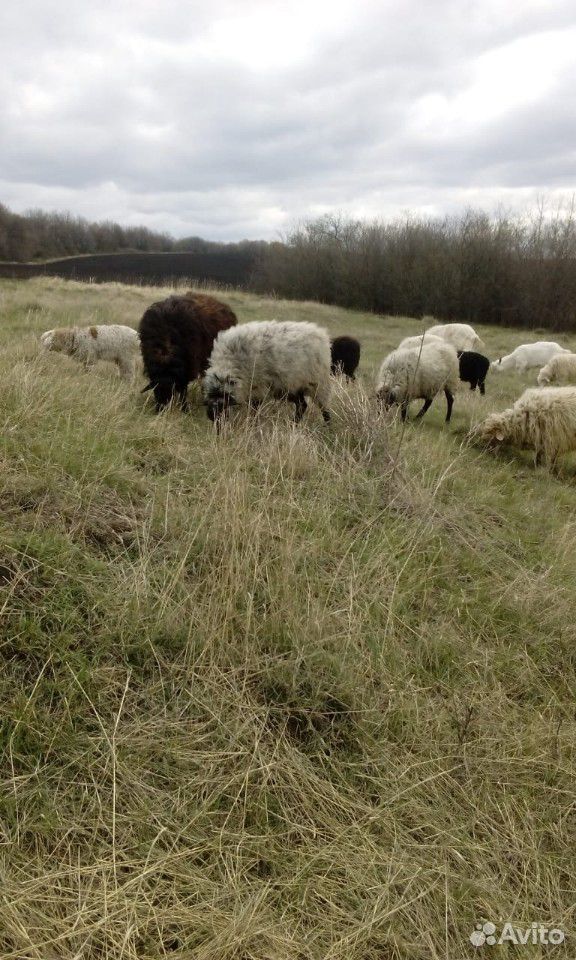 Овцы, бараны купить на Зозу.ру - фотография № 9