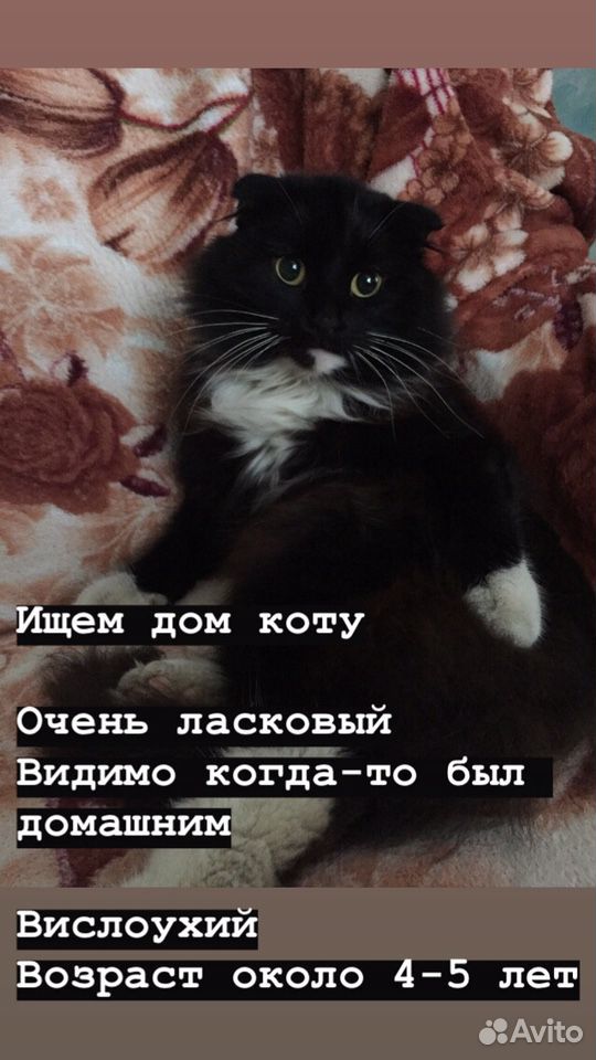 Кота в заботливые руки купить на Зозу.ру - фотография № 2