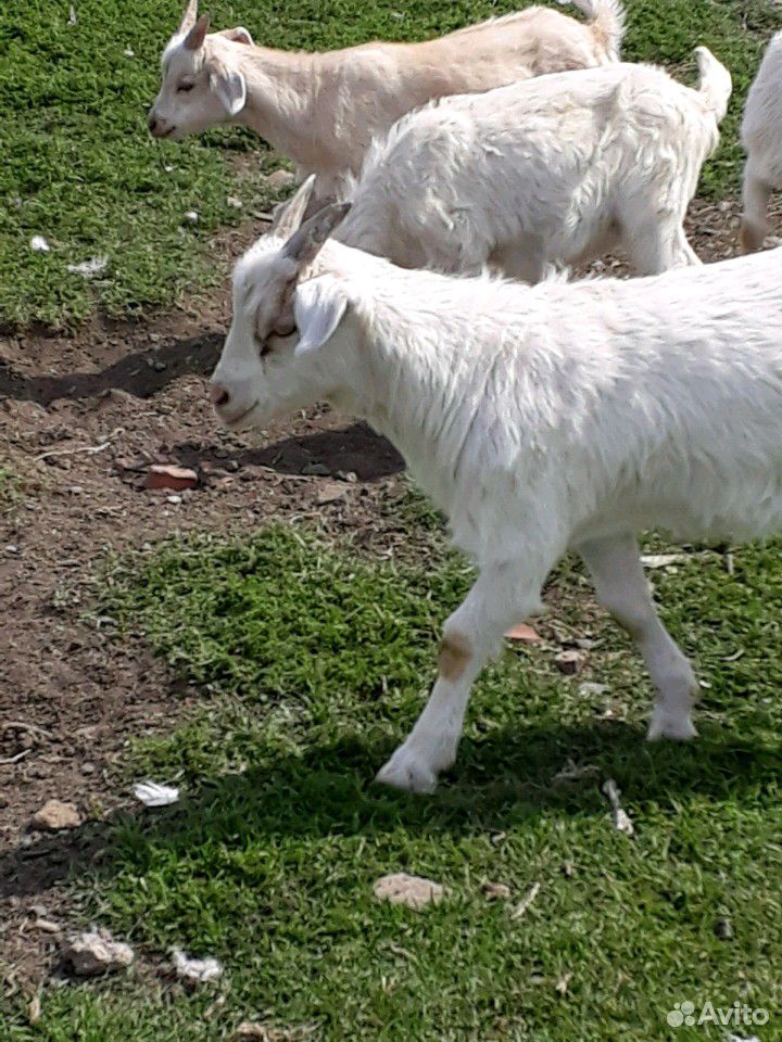 Козлик и коза купить на Зозу.ру - фотография № 3