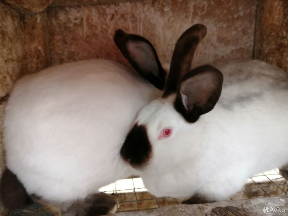 Мамы крольчихи с крольчатами купить на Зозу.ру - фотография № 2