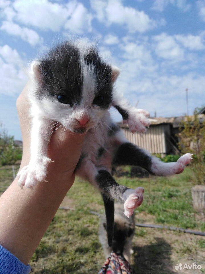 Котятки в добрые руки купить на Зозу.ру - фотография № 5