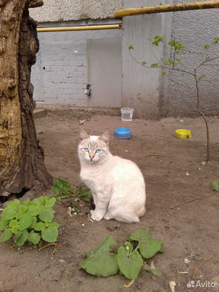 Светло-бежевая кошка с голубыми глазами купить на Зозу.ру