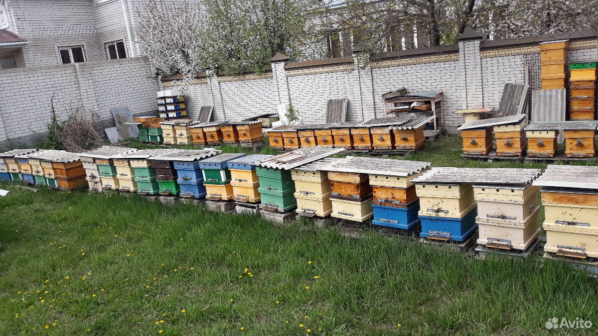Продаются пчёлы купить на Зозу.ру - фотография № 6