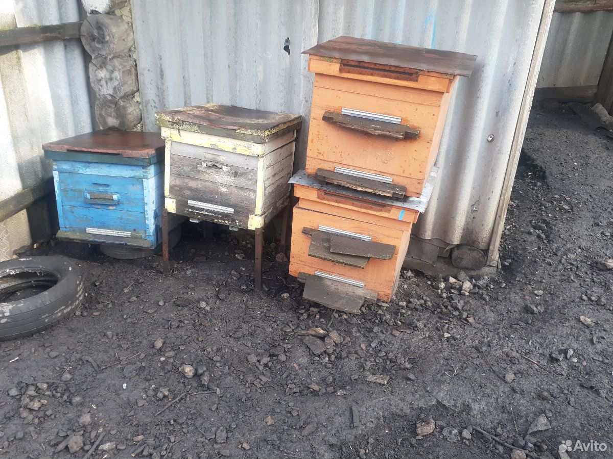 Пчелиные улия купить на Зозу.ру - фотография № 3