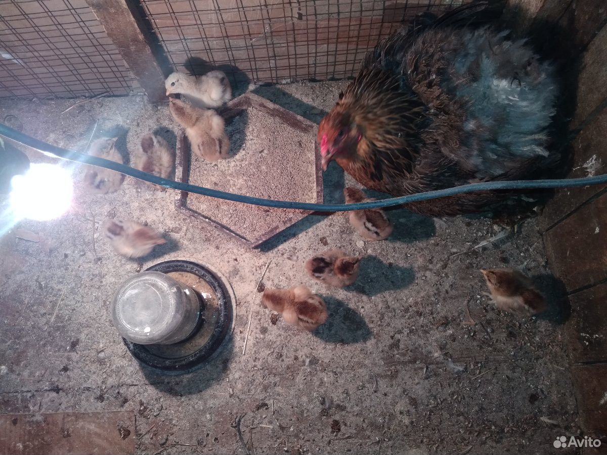 Куры с цыплятами купить на Зозу.ру - фотография № 9
