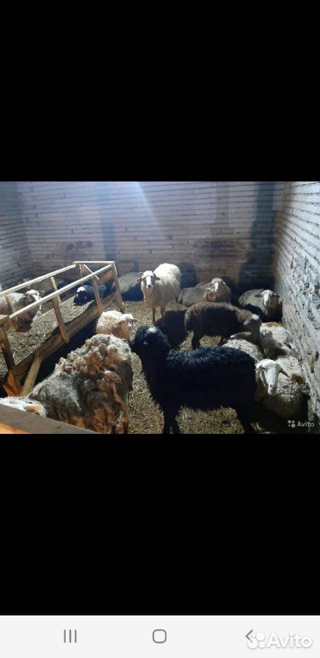 Овцы быки тёлки купить на Зозу.ру - фотография № 1