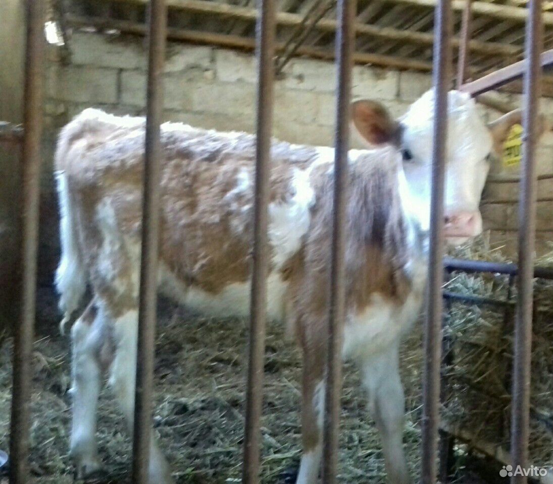 Чисто-кровные тёлочки от высоко удойных коров купить на Зозу.ру - фотография № 2