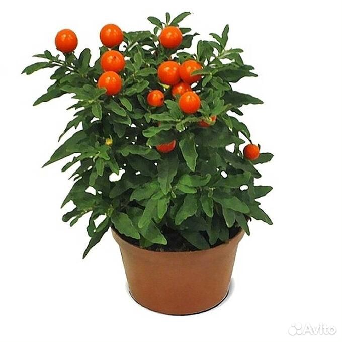 Комнатное растение Паслен, отростки купить на Зозу.ру - фотография № 1
