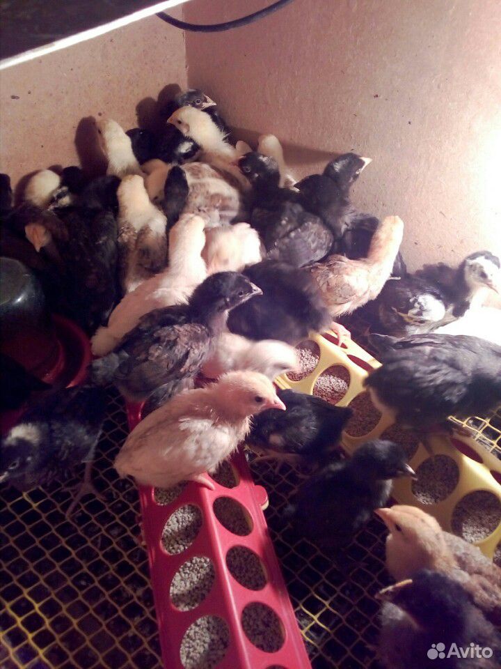 Цыплята домашние, мясояичных пород купить на Зозу.ру - фотография № 4