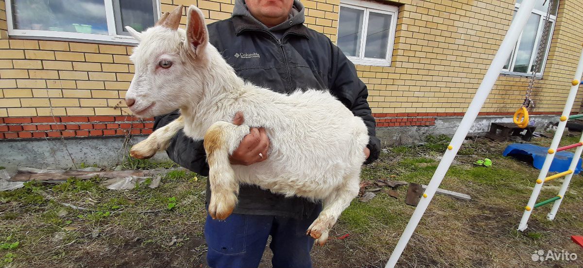 Козлик от 6 л козы купить на Зозу.ру - фотография № 3