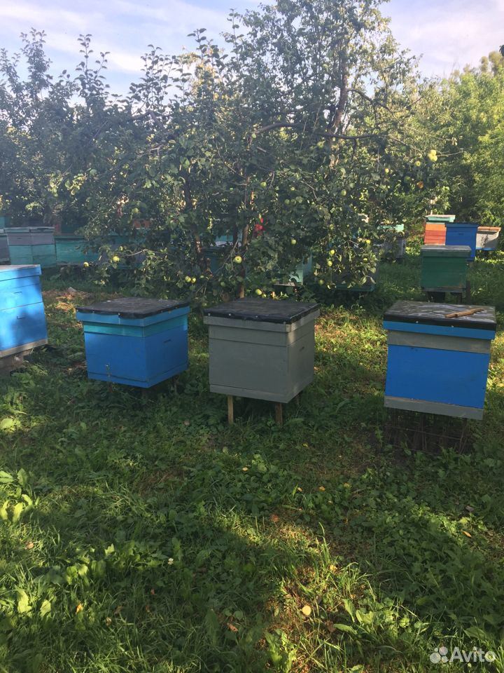 Продам пчелосемьи на 8 рамках среднерусской породы купить на Зозу.ру - фотография № 1