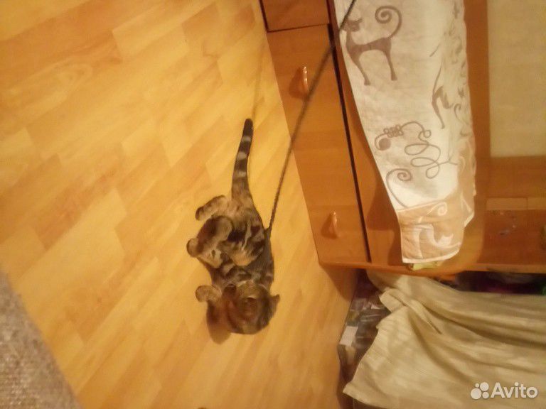 Шлейка и поводок для котов купить на Зозу.ру - фотография № 2
