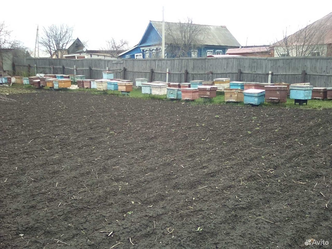 Продам пчел купить на Зозу.ру - фотография № 2