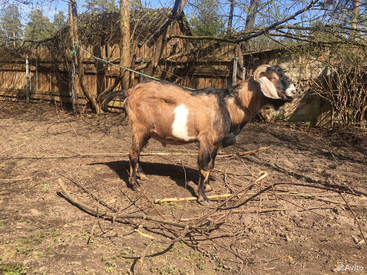 Англо-Нубийский козел на вязку (покрытие) купить на Зозу.ру - фотография № 2