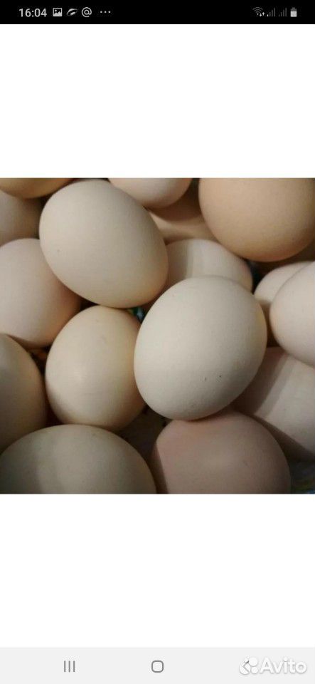 Яйцо инкубационное купить на Зозу.ру - фотография № 2