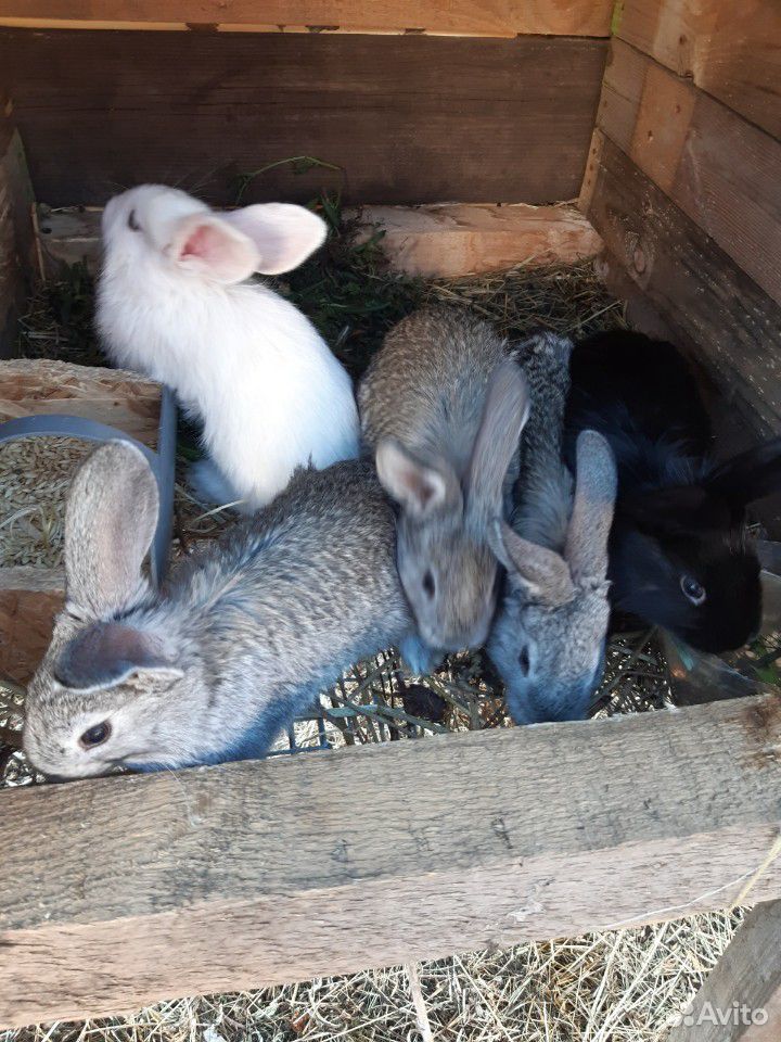 Продам кроликов, чуть больше месяца купить на Зозу.ру - фотография № 3