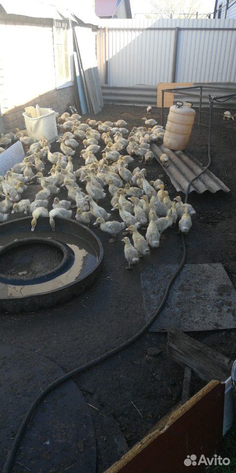 Утята цыплята купить на Зозу.ру - фотография № 4