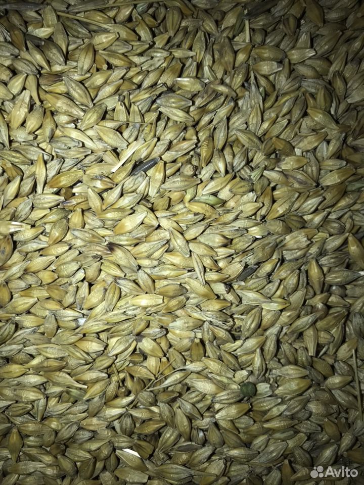 Ячмень, кукуруза, пшеница, зерно купить на Зозу.ру - фотография № 3