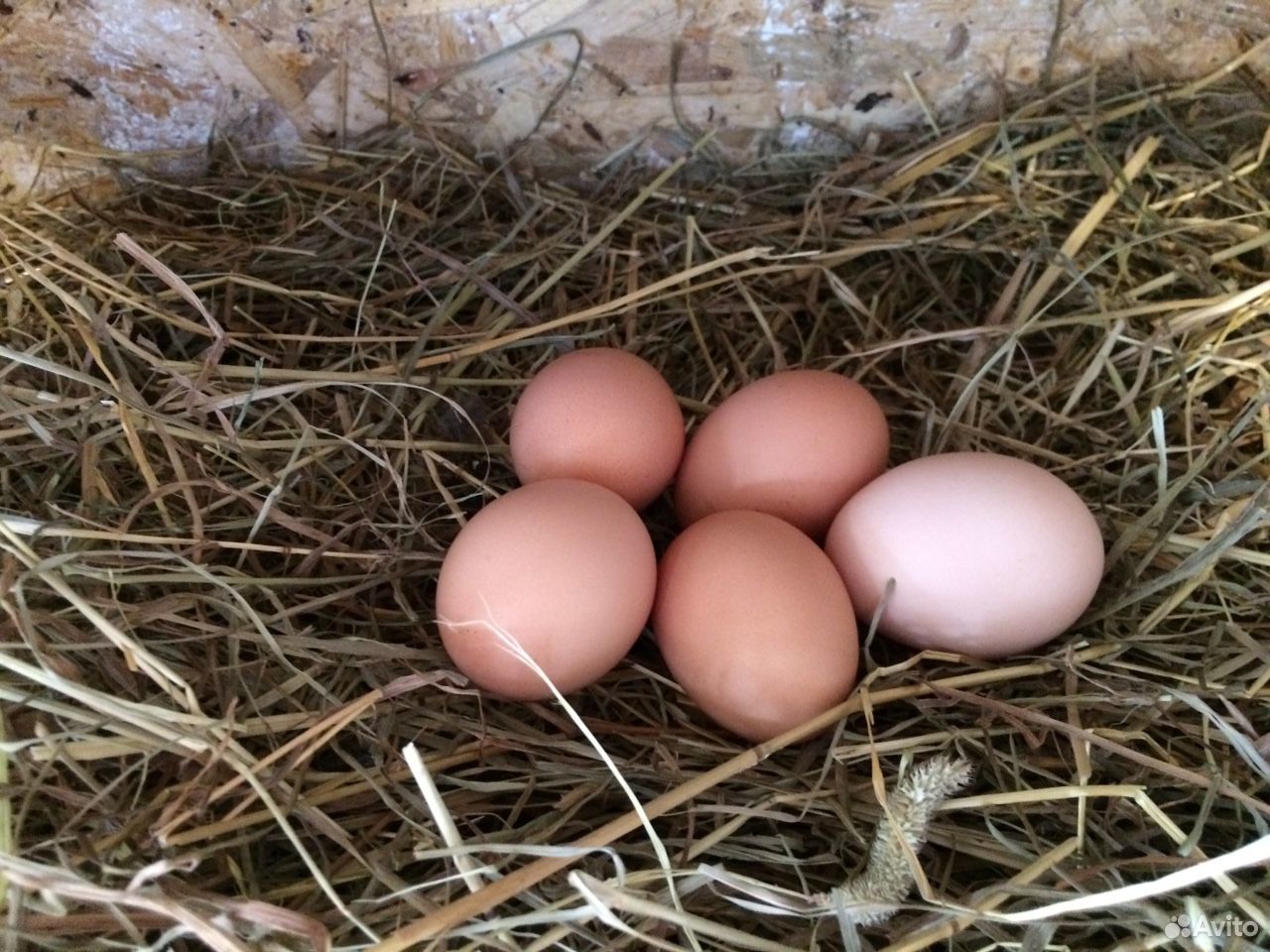 Чешский Доминант яйца. Пудровое яйцо от чешского Доминанта. Куплю инкубационное яйцо доминанта