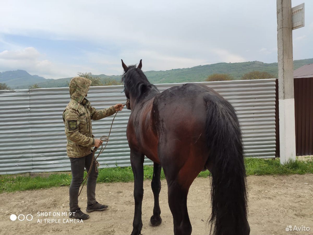 Лошадь Карачаевской породы купить на Зозу.ру - фотография № 1