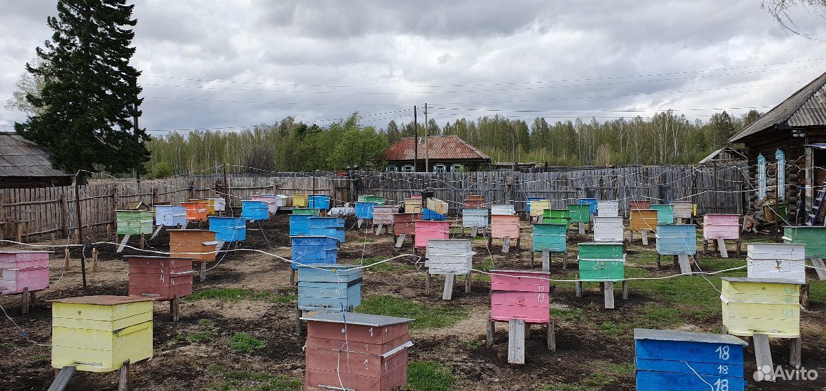 Семьи пчёл купить на Зозу.ру - фотография № 4