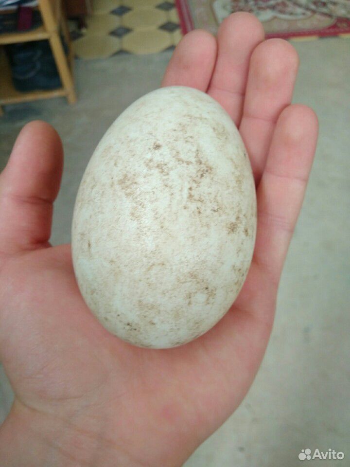 Яйцо гусиные купить на Зозу.ру - фотография № 2