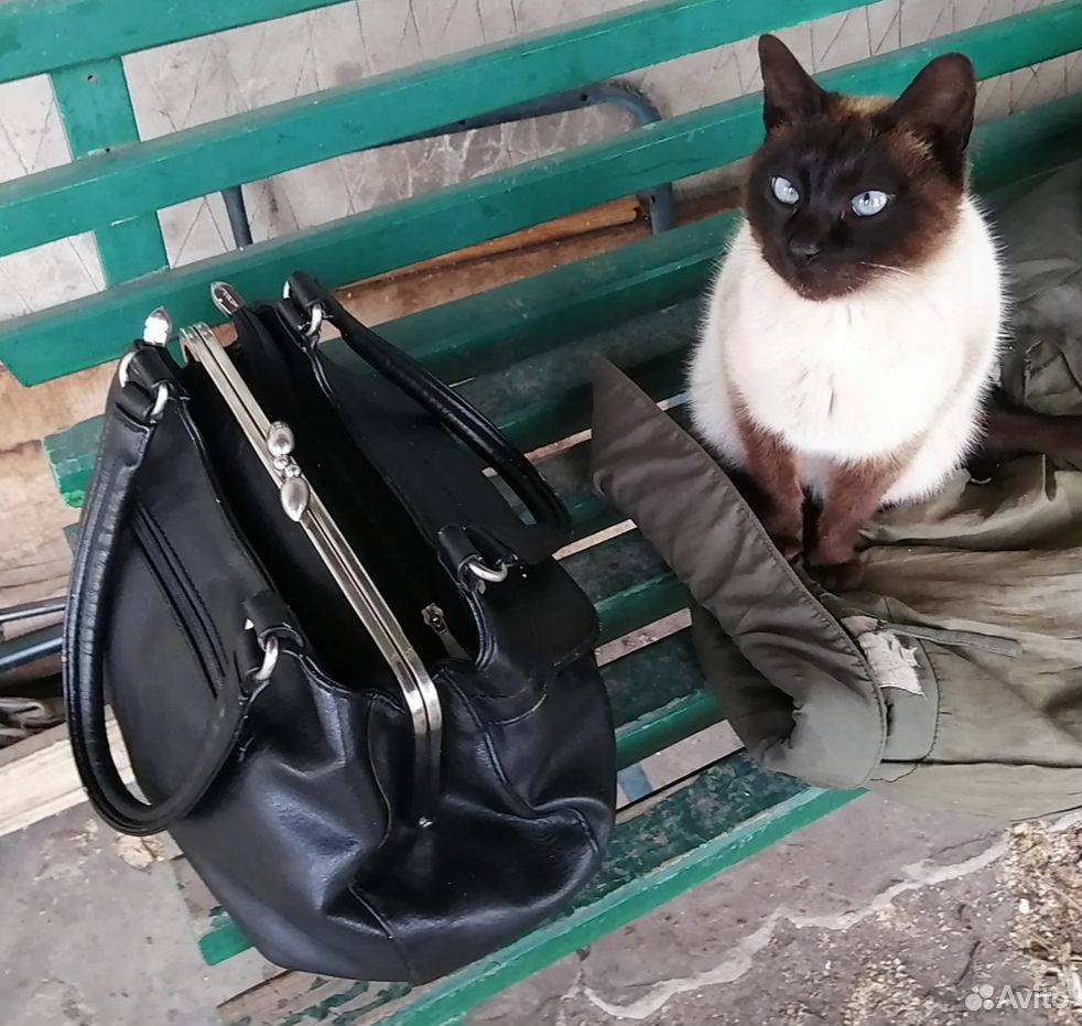Пропала любимая кошка. Если увидите, сообщите, пож купить на Зозу.ру - фотография № 2
