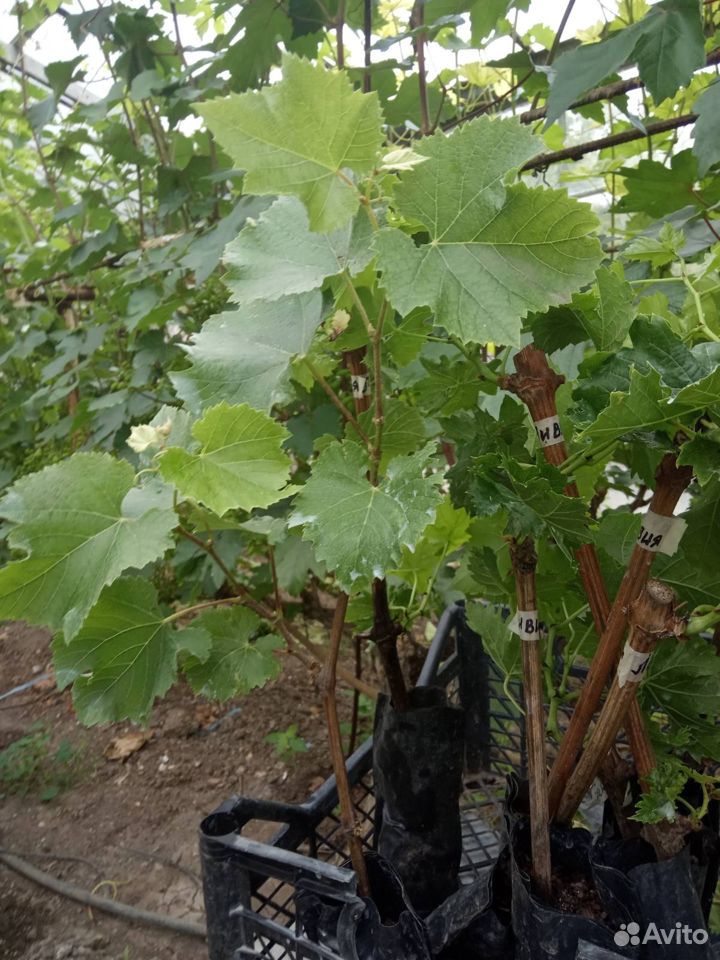 Саженцы винограда купить на Зозу.ру - фотография № 3