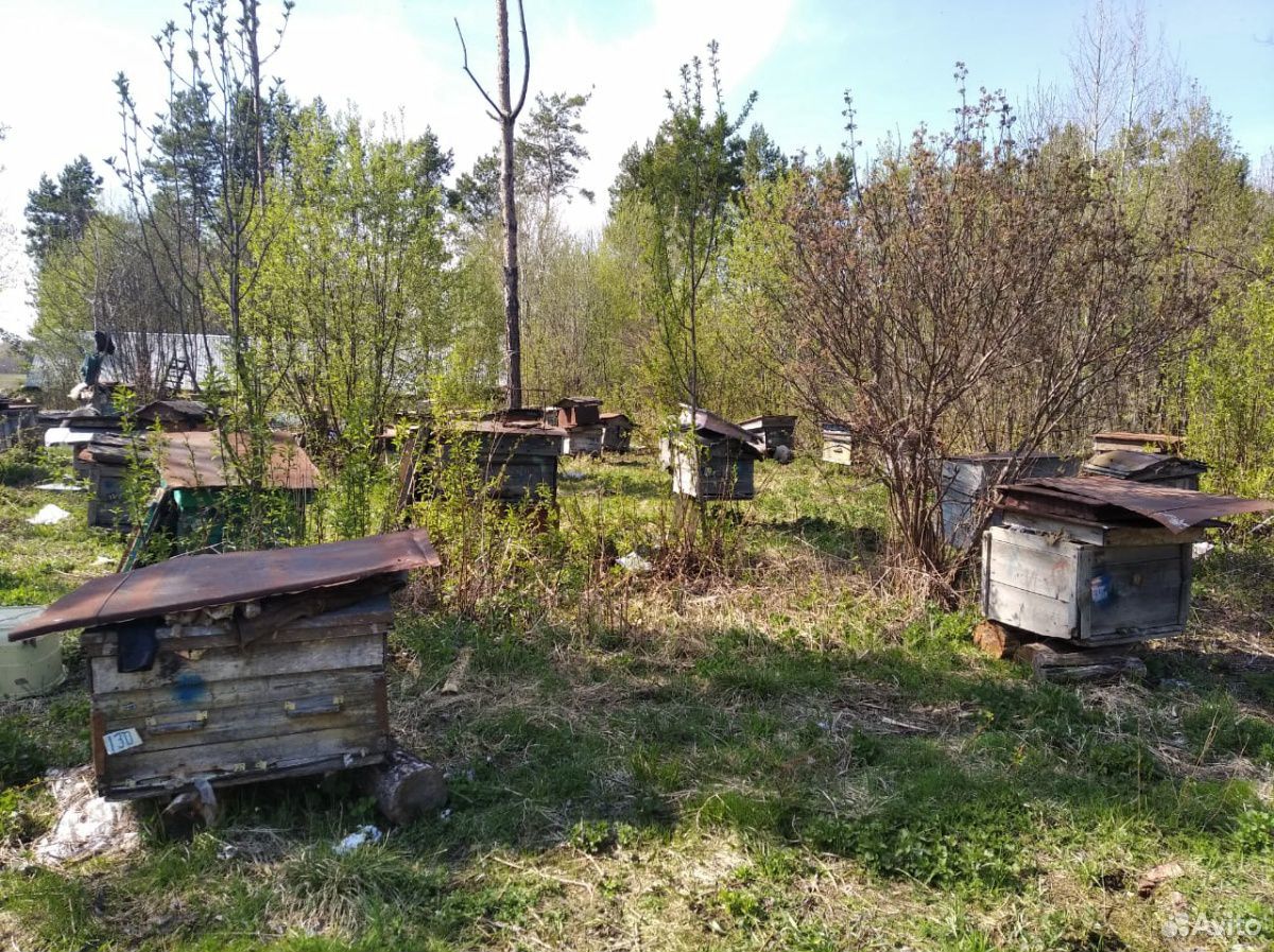 Пчелиные ульи купить на Зозу.ру - фотография № 4
