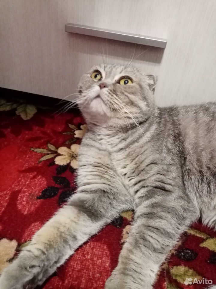 Кошка Рекса купить на Зозу.ру - фотография № 2