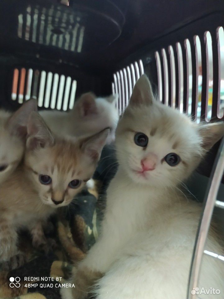 Котята тайские купить на Зозу.ру - фотография № 6