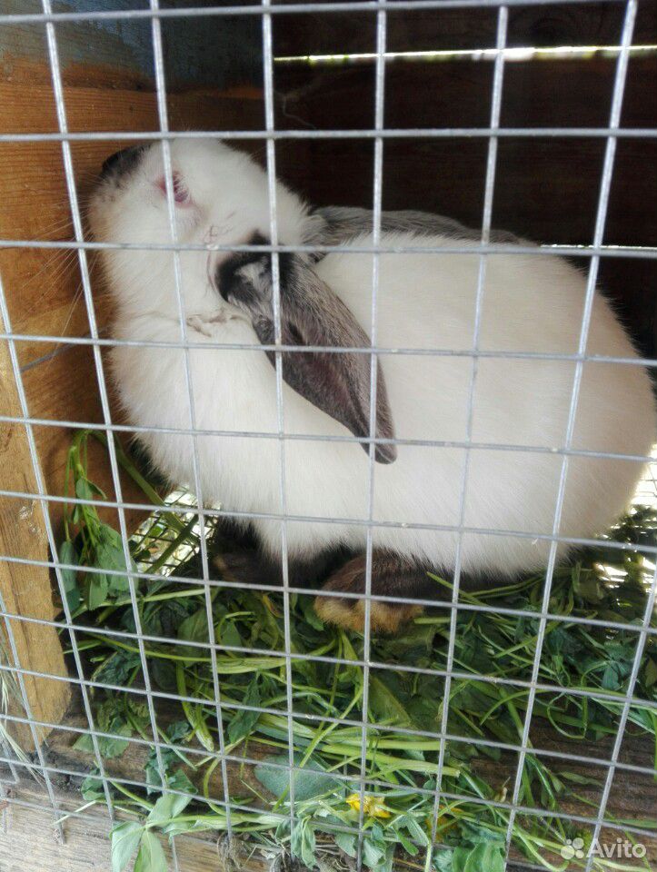 Продам кролика самец колифорниец,3,5 месяцев купить на Зозу.ру - фотография № 3