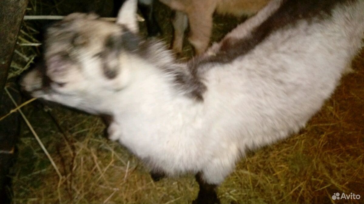 Козочка, альпийский козел, ломанч козел купить на Зозу.ру - фотография № 6