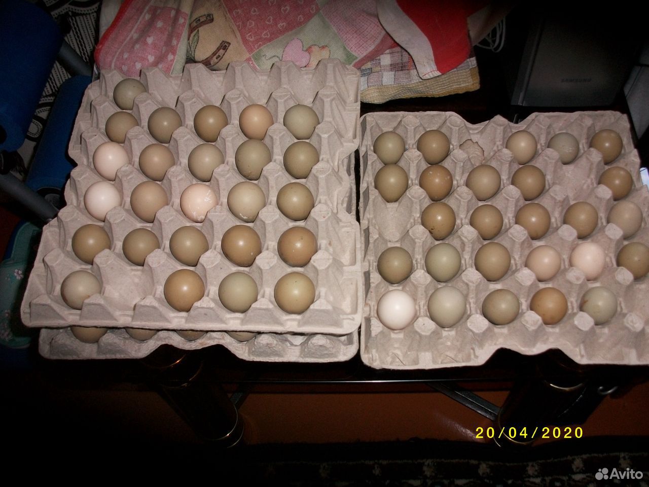 Яйцо охотничьего фазана купить на Зозу.ру - фотография № 2