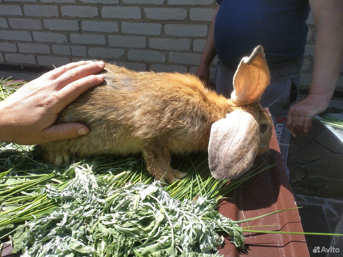 Кролики большие 4 месяца купить на Зозу.ру - фотография № 2