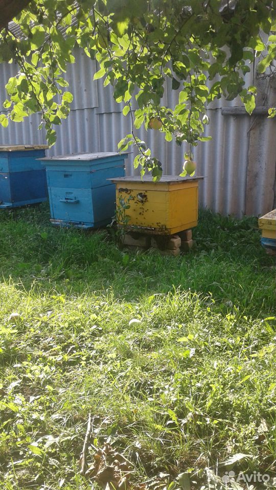 Продам ульи с пчелами купить на Зозу.ру - фотография № 1