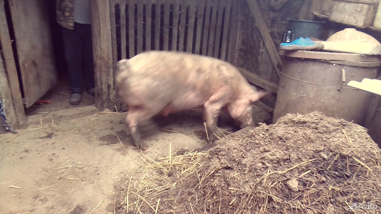 Самец свиньи купить на Зозу.ру - фотография № 3