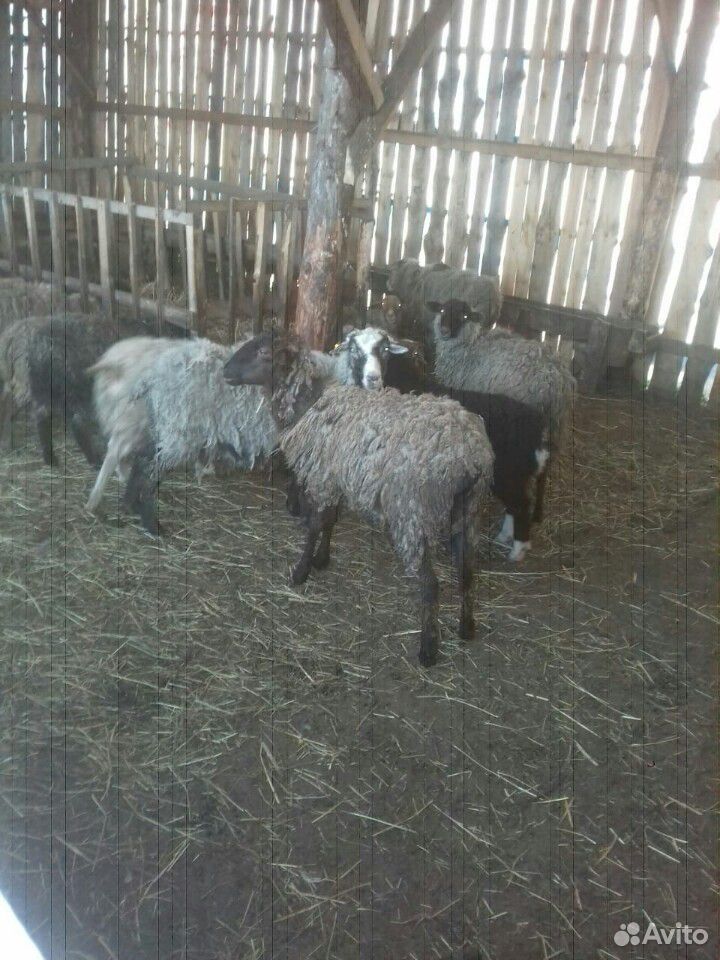 Козы овцы купить на Зозу.ру - фотография № 8