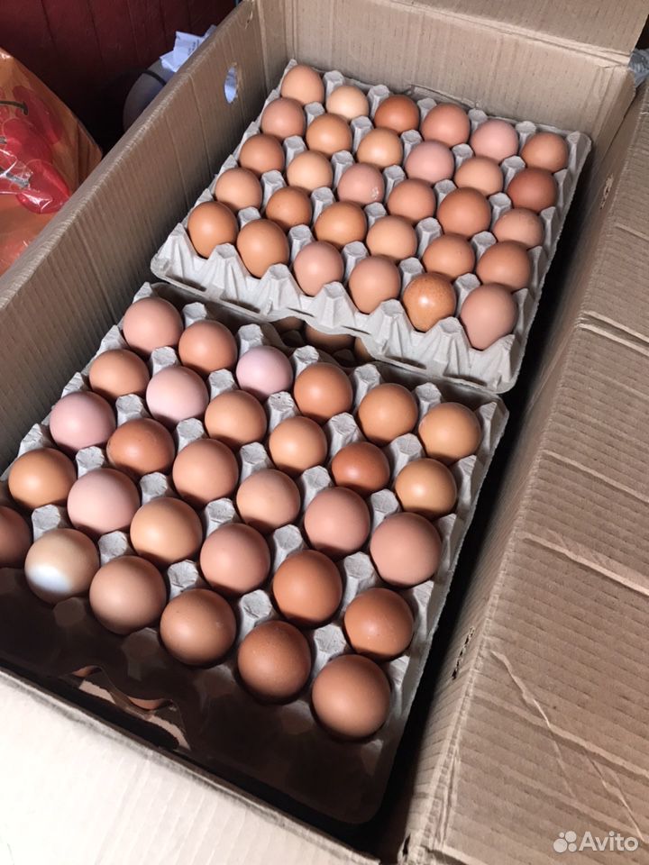 Куриные яйца домашние купить на Зозу.ру - фотография № 2