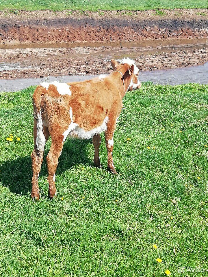 Корова с теленком, или отдельно купить на Зозу.ру - фотография № 4