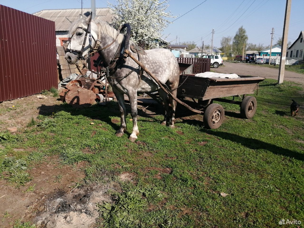 Продаю лошадь купить на Зозу.ру - фотография № 4