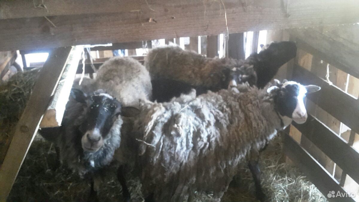 Овцы, овцематки купить на Зозу.ру - фотография № 1