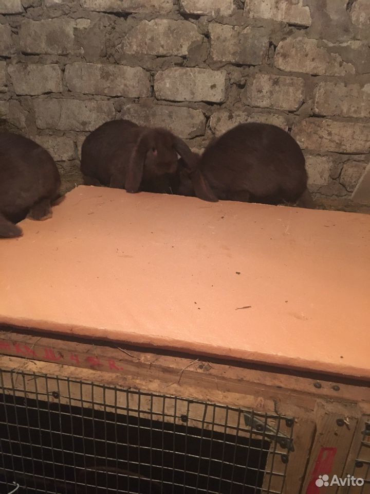 Кролики французский баран Гована купить на Зозу.ру - фотография № 1
