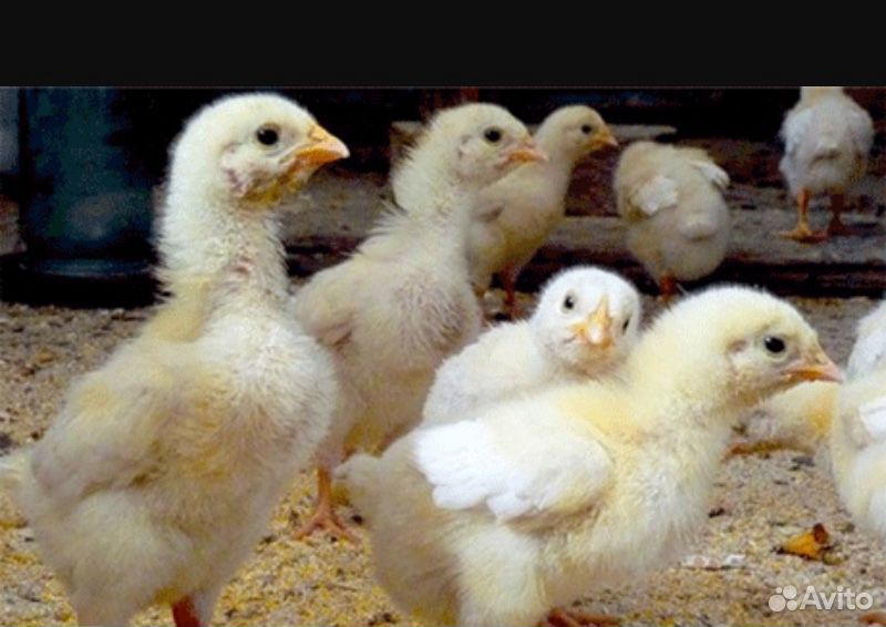 Цыплёнок Росс 308 недельный (бройлер) купить на Зозу.ру - фотография № 1