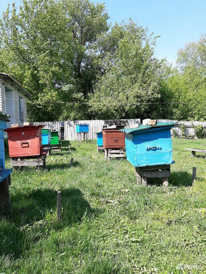 Пчелосемья купить на Зозу.ру - фотография № 2