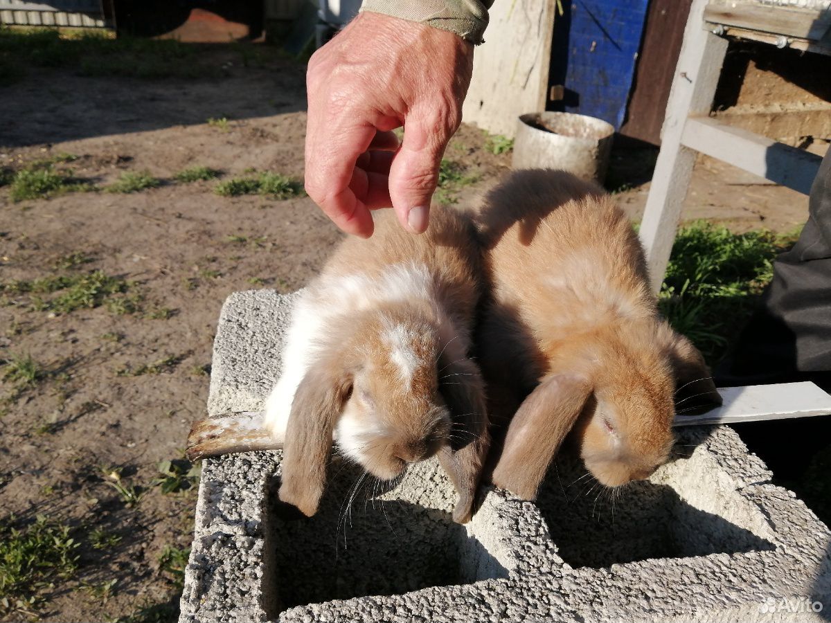 Кролики купить на Зозу.ру - фотография № 10