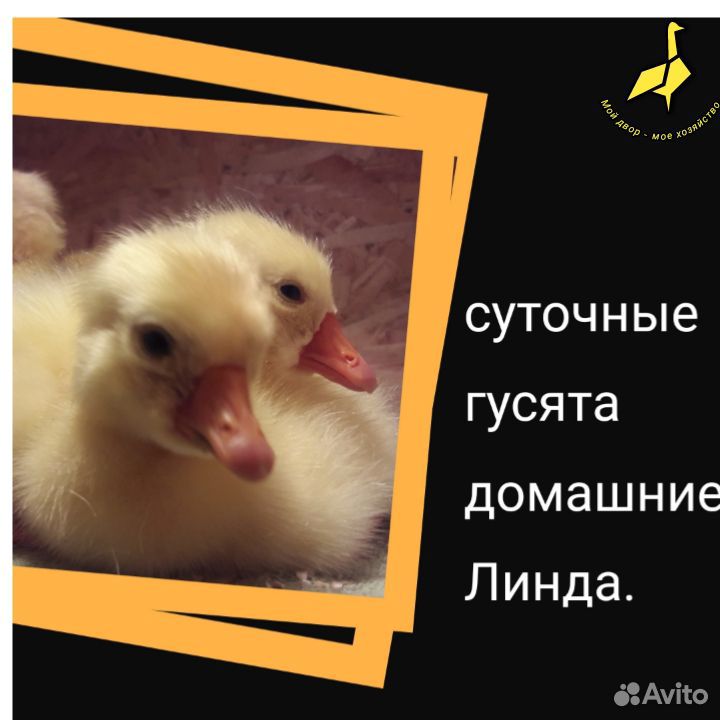 Суточные гусята купить на Зозу.ру - фотография № 1