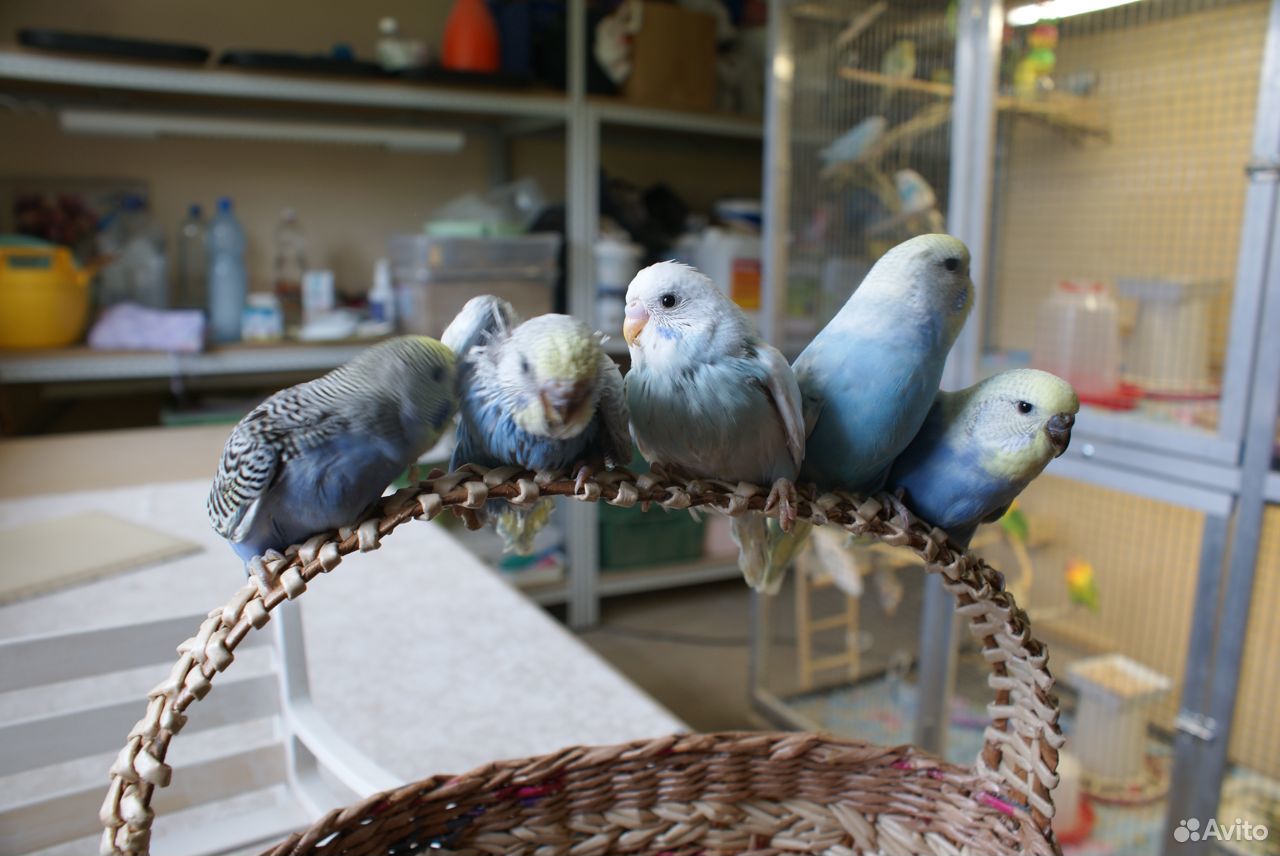 Волнистые попугайчики полукровочки купить на Зозу.ру - фотография № 7