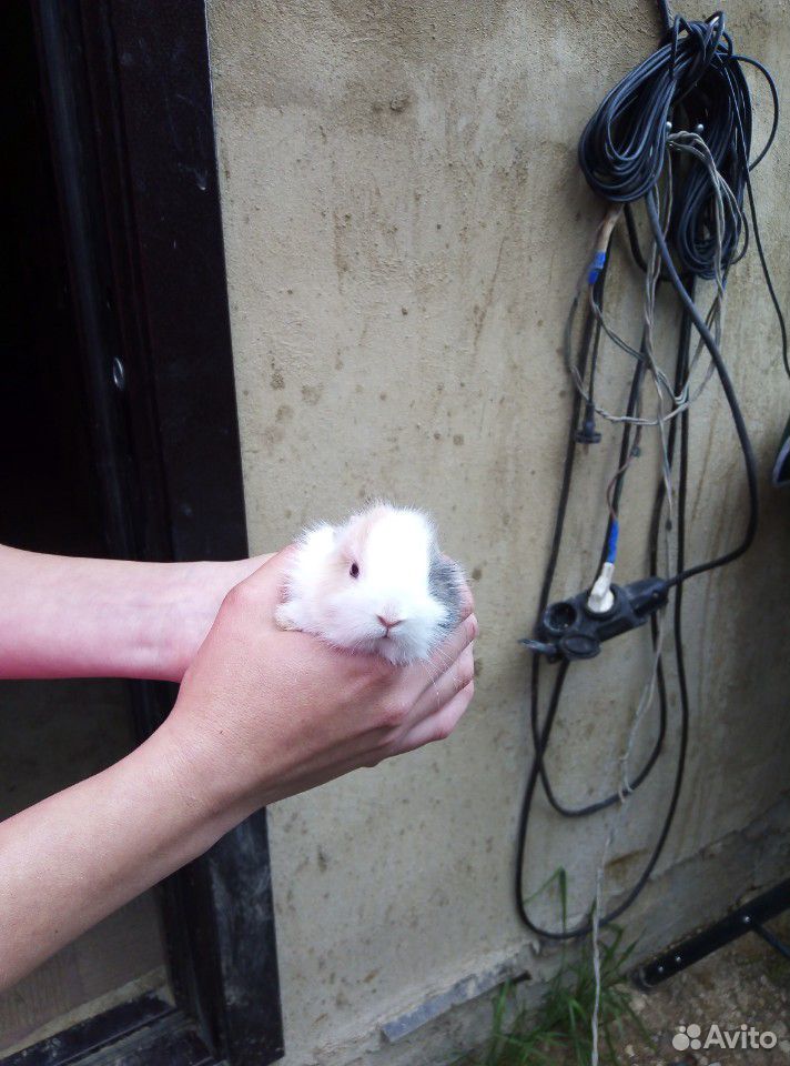 Дикоротивный кролик купить на Зозу.ру - фотография № 2