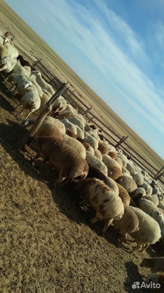 Отара овец и ягнят купить на Зозу.ру - фотография № 3